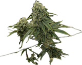 Skywalker OG Clone
