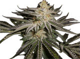 Sour OG Clone