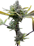 Space Runtz Clone