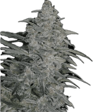 Speak Easy Clone