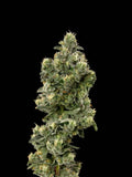 Governmint Oasis Clone