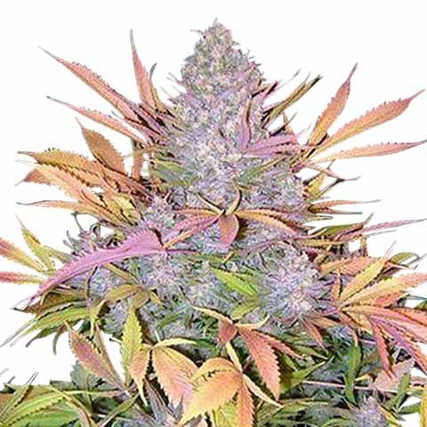 original strawberry cough seeds Strawberry Cough Clone – MASS Hydroponics