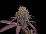 Strawberry Biscotti Clone