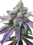 Sundae Driver Clone