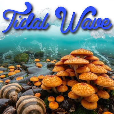 Tidal Wave Liquid Culture