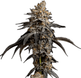 Tropicana Banana Clone