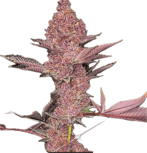 Tropicana Cherry Clone