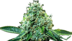 True OG Clone