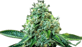 True OG Clone