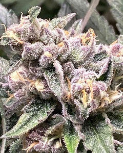 Venom OG Clone