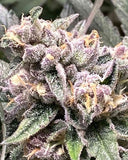Venom OG Clone