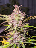 Strawberry Biscotti Clone