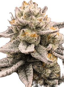 White Burgundy Clone