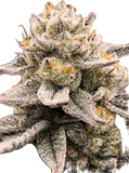 White Burgundy Clone