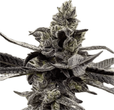 White Truffle Clone