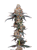 Zerealz Clone