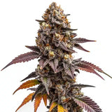 Zkittlez OG Clone