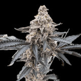Zoap Clone