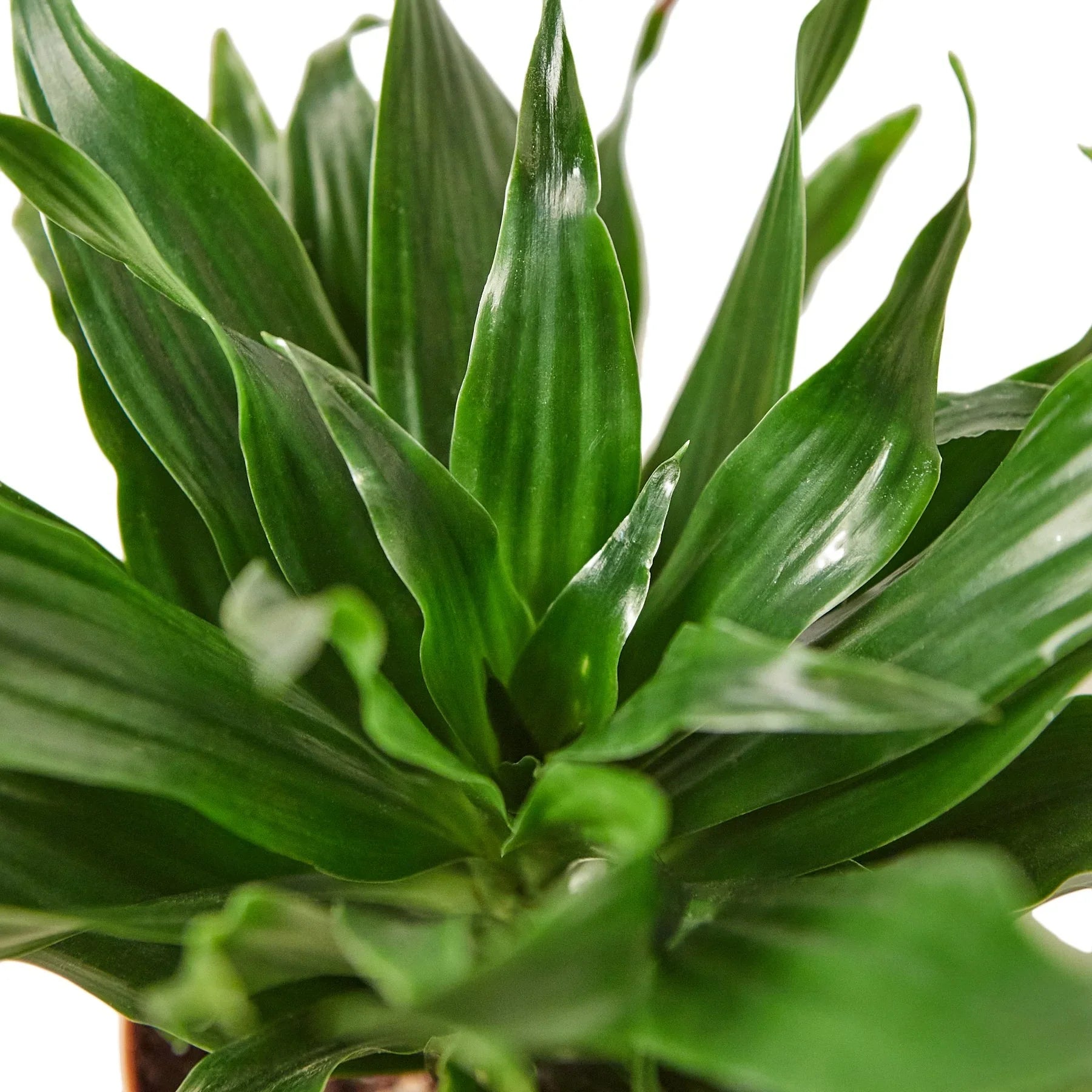 dracaena hydroponics Dracaena 'Janet Craig' – MASS Hydroponics