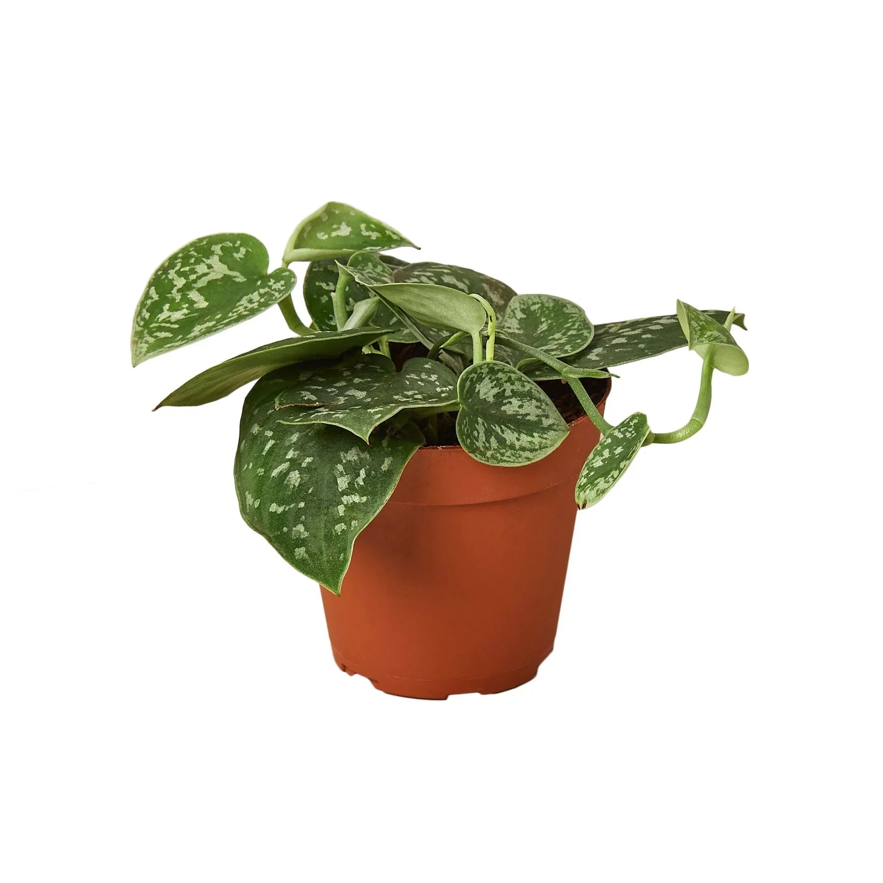 hydro pothos Pothos 'Satin' – MASS Hydroponics