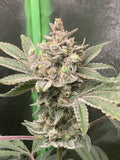 Double Dipped Strawberries Clone