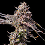 Black Mamba Clone