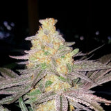 Black Mamba Clone