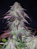Blackberry OG Clone