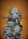 Blackberry OG Clone