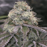 Blue Zkittles Clone