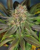 Mass Medical Strains - Bubba Pupil