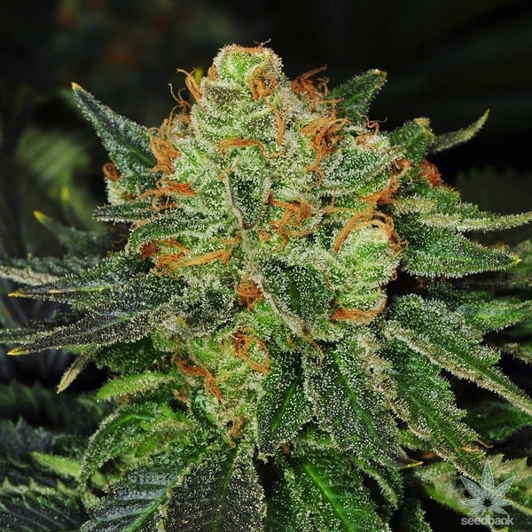 Bubblegum Clone – MASS Hydroponics