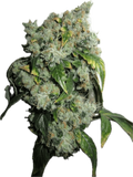 Chem Skunk 91 Clone Jungle Boyz Cut