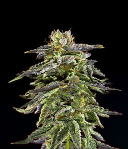 Cherry Pie OG Clone