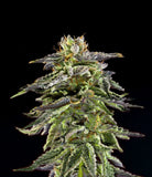Cherry Pie OG Clone