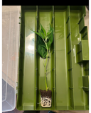 Piff Co #3 Clone