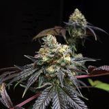 Coup de Grace Clone