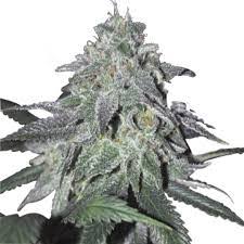 Super Chronic Clone