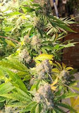 Mass Medical Strains - Rick's Dog