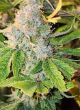 Mass Medical Strains - Rick's Dog