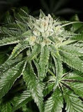 Mass Medical Strains - Triangle BX2