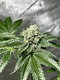 Mass Medical Strains - Triangle BX2