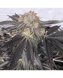 Purple Chem Clone