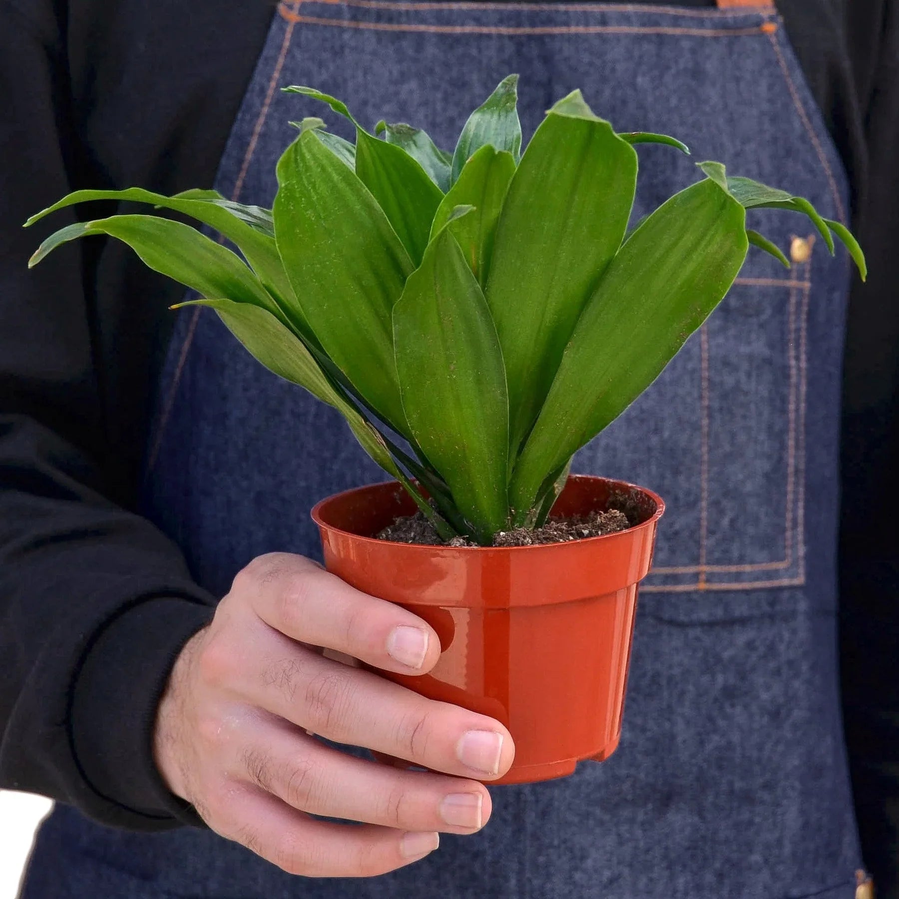 dracaena jcc plant Dracaena 'Janet Craig' – MASS Hydroponics
