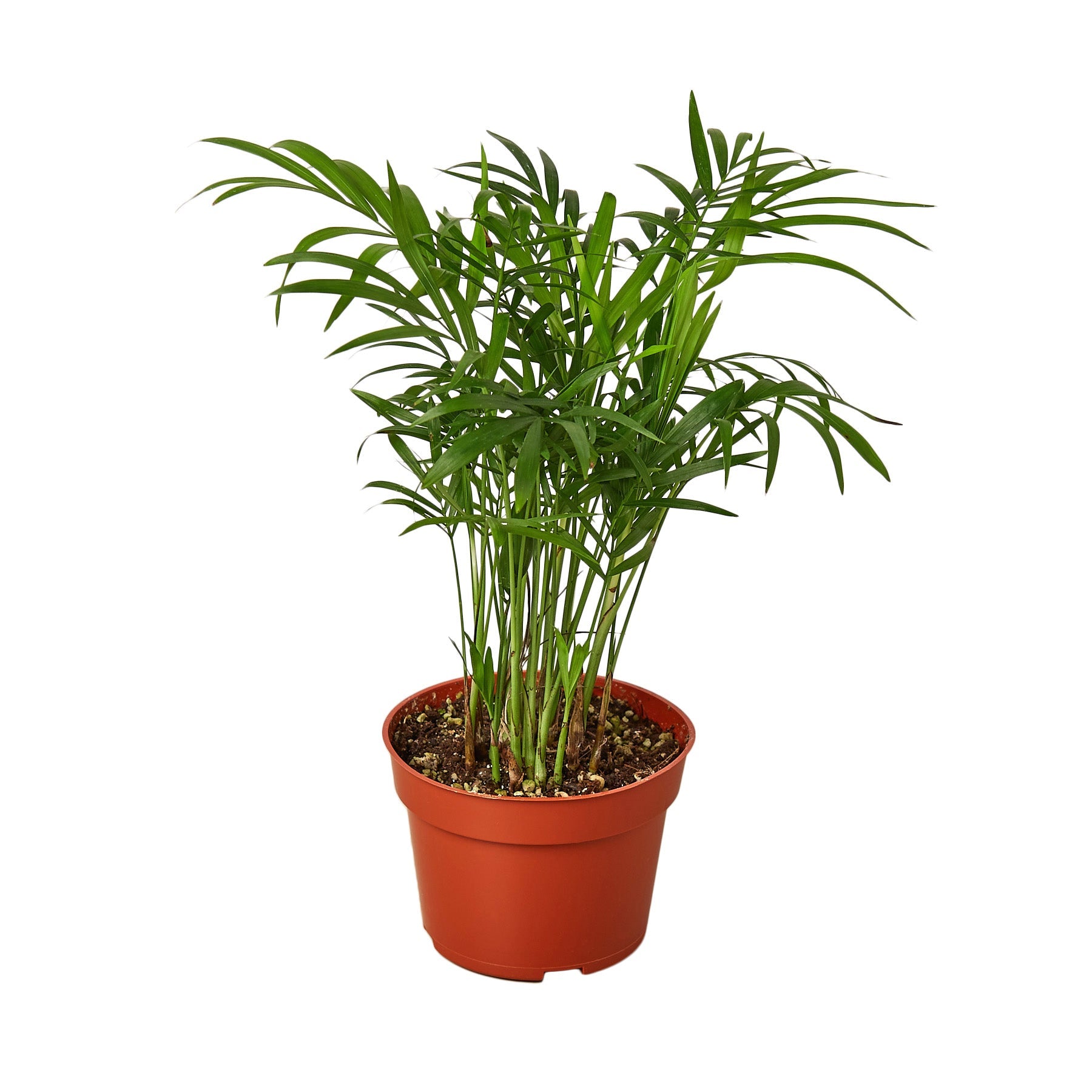 parlor palm hydroponic Parlor Palm – MASS Hydroponics
