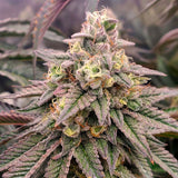 Forbidden Fruit Clone