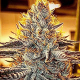 Chilled Cherries Clone