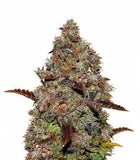 Gelato #33 Clone