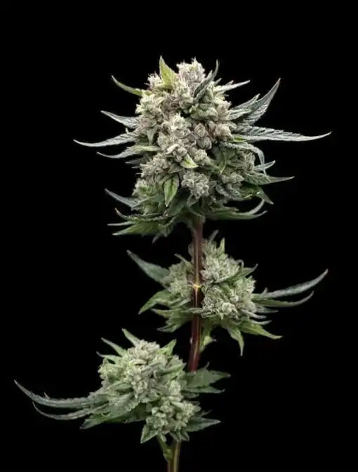 gorilla glue pot plant Gorilla Glue #4 Clone – MASS Hydroponics