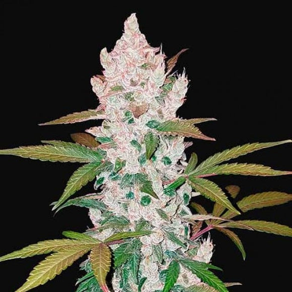 Girl Scout Cookies Clone